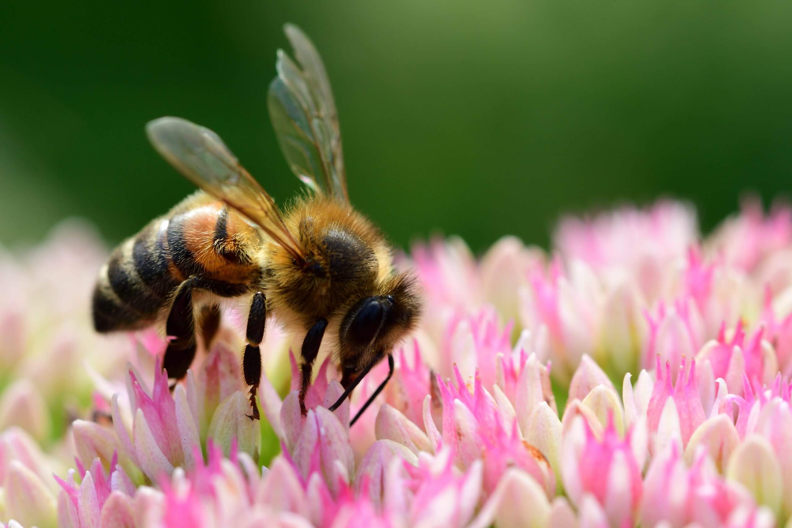 Protection de la biodiversité